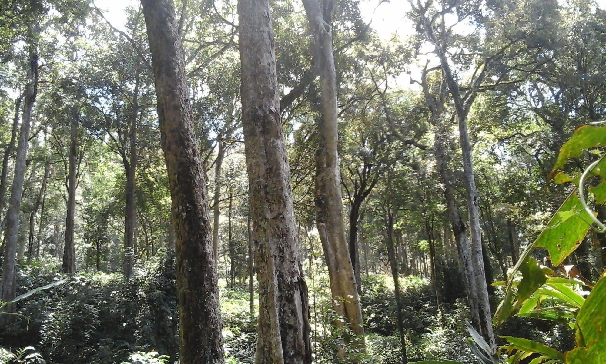 Ambady Estate Otel Munnar Dış mekan fotoğraf